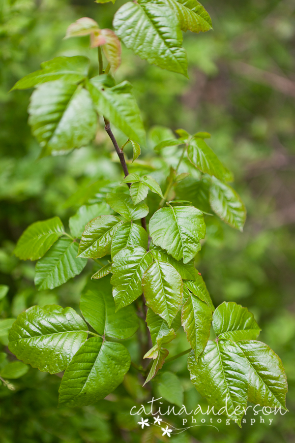 poison ivy vine pictures. large poison ivy vine. poison