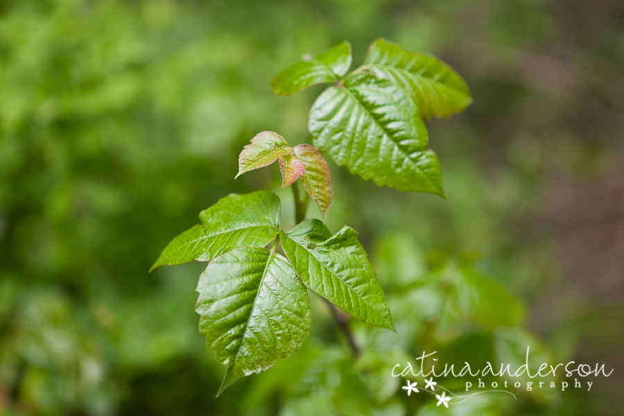 large poison ivy vine. poison ivy vine. poison ivy